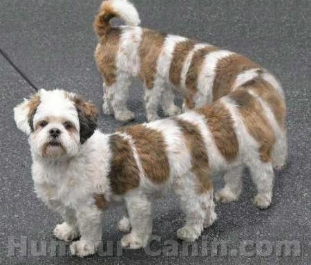 a demi mille pattes a demi chien !!!