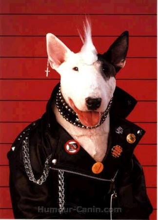 a demi chien a demi homme